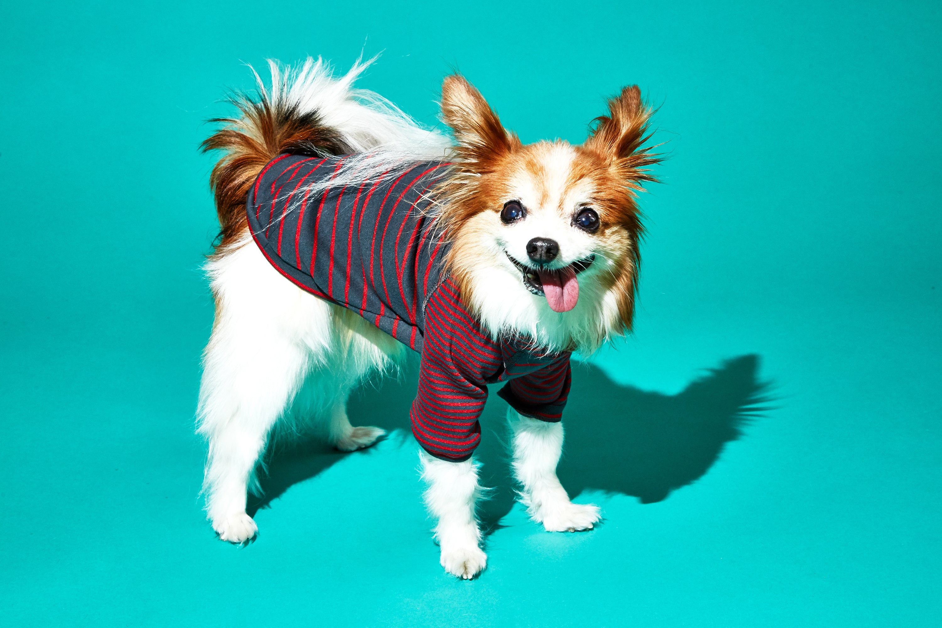 Ware of the Dog Contrast Striped Dog t shirt Grey Red