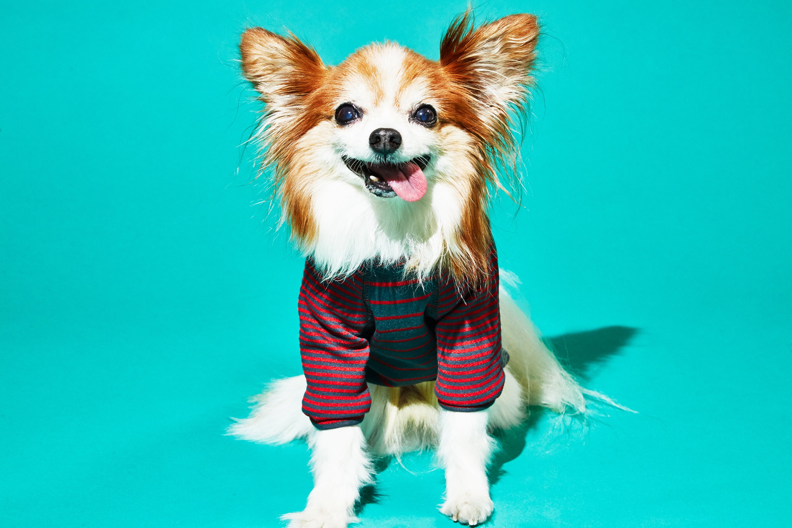 Ware of the Dog Contrast Striped Dog t shirt Grey Red