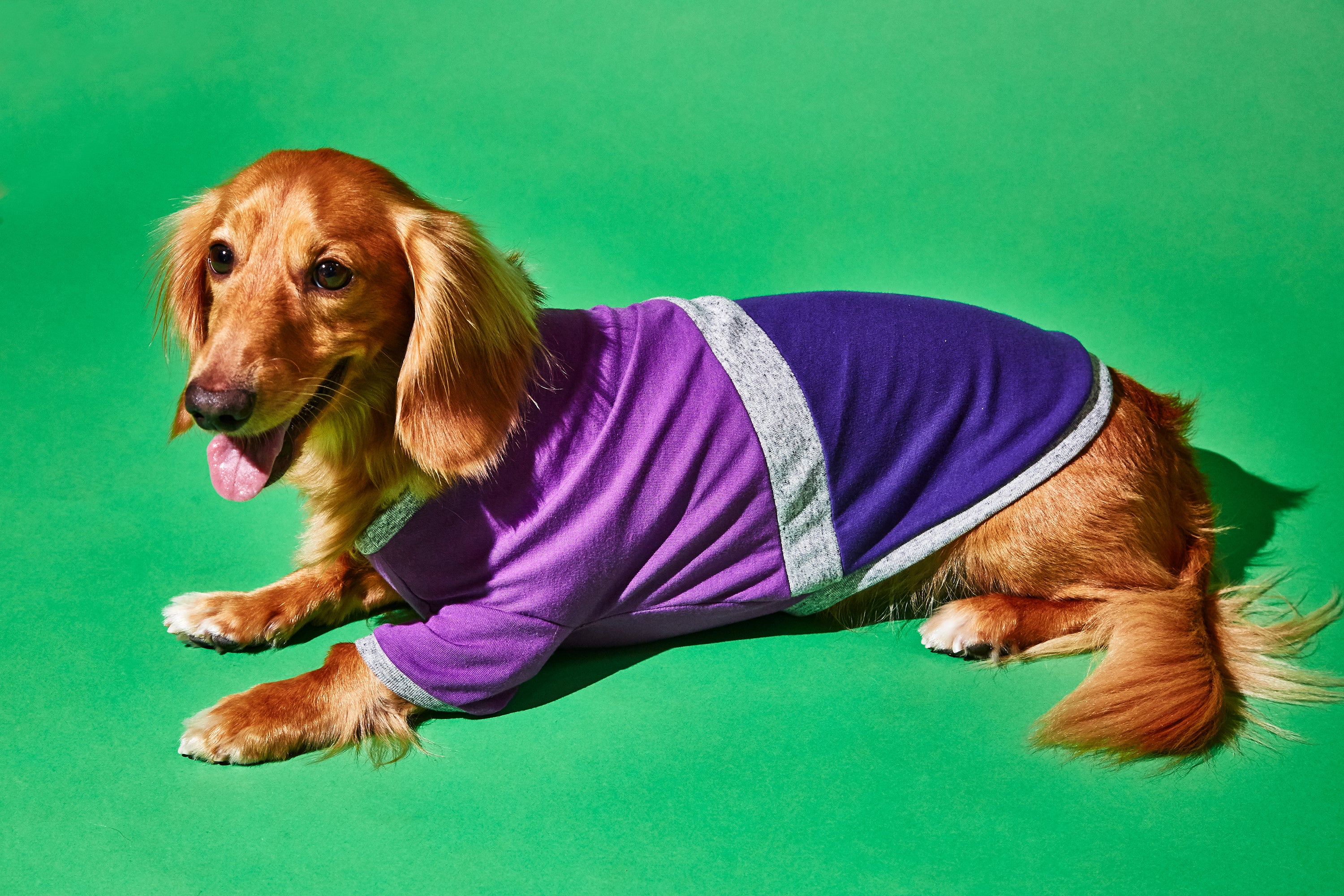 Ware of the Dog Diagonal Stripe Dog t shirt Purple Purple