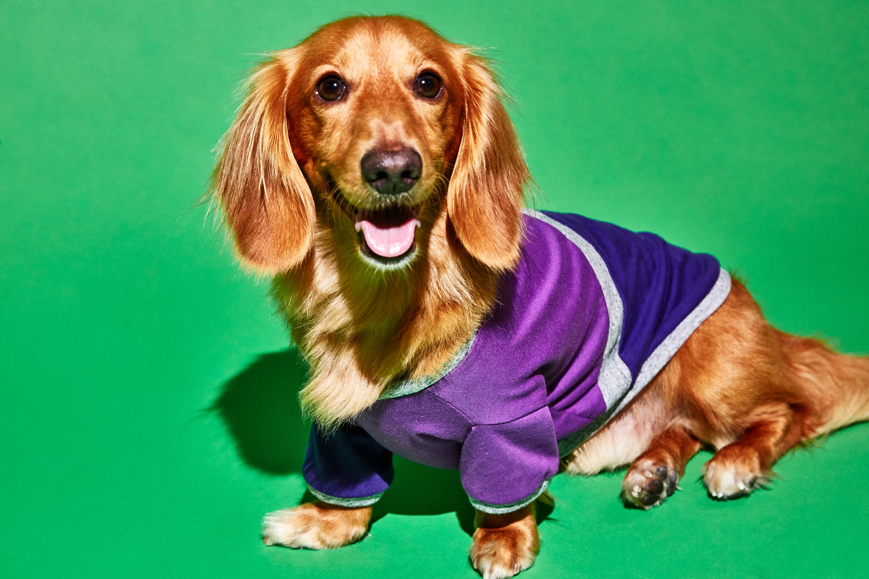 Ware of the Dog Diagonal Stripe Dog t shirt Purple Purple