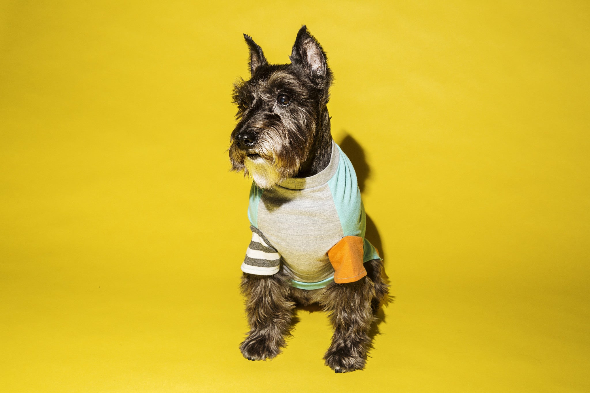 Ware of the dog ColourBlock T-shirt Aqua