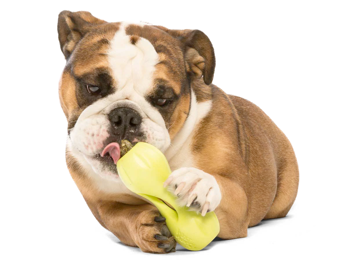 Interactive puzzle, food-dispensing dog toy, Zogoflex Qwizl