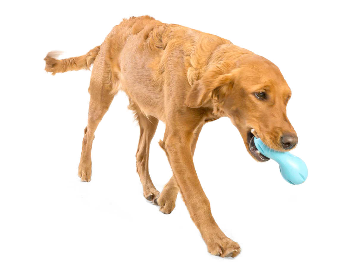 Interactive puzzle, food-dispensing dog toy, Zogoflex Qwizl