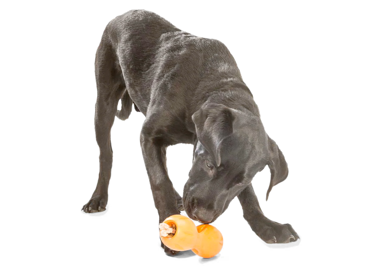 Interactive puzzle, food-dispensing dog toy, Zogoflex Qwizl