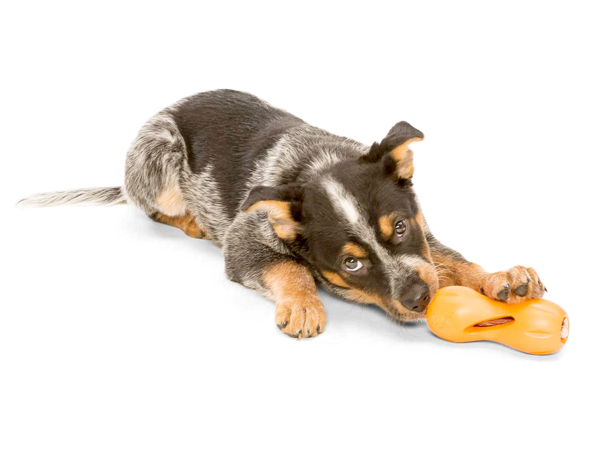 Interactive puzzle, food-dispensing dog toy, Zogoflex Qwizl