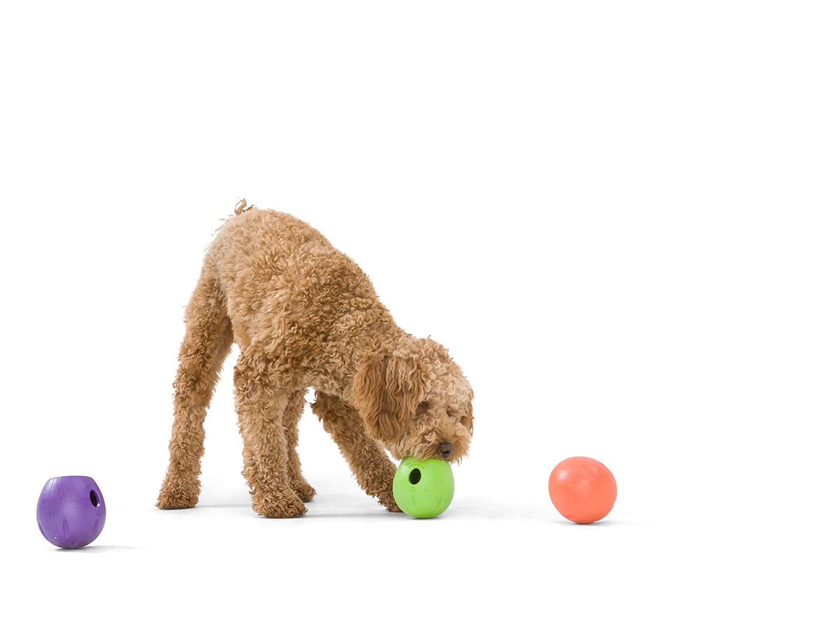 Interactive puzzle, food-dispensing dog toy, Zogoflex Echo Rumbl