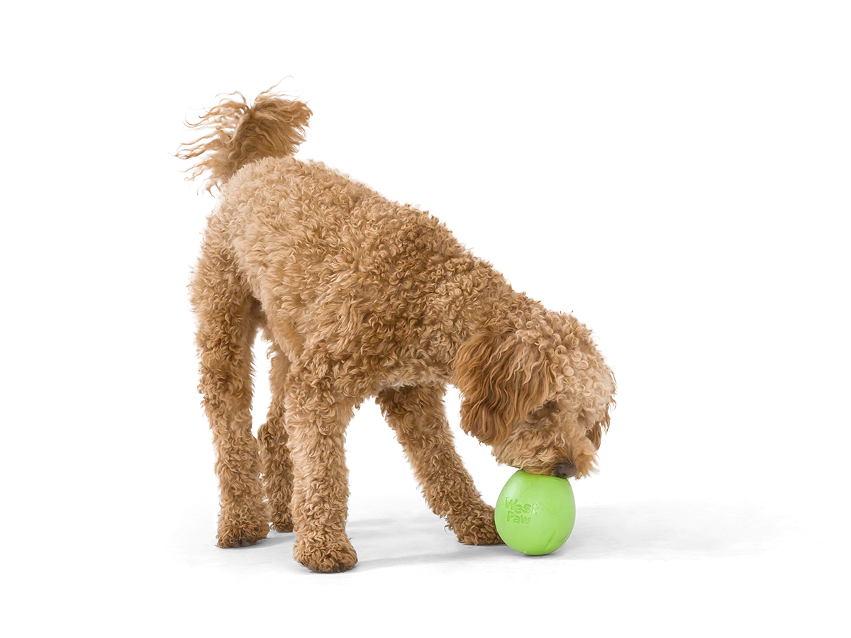 Interactive puzzle, food-dispensing dog toy, Zogoflex Echo Rumbl