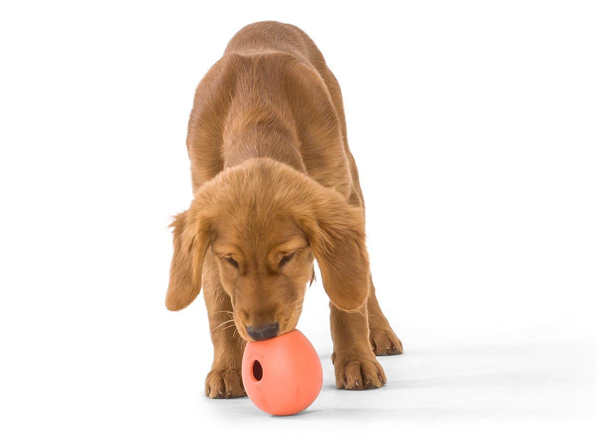 Interactive puzzle, food-dispensing dog toy, Zogoflex Echo Rumbl