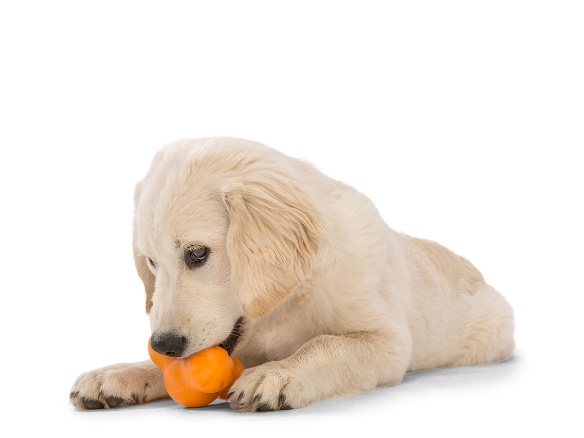 Interactive puzzle, food-dispensing dog toy, Zogoflex Tux