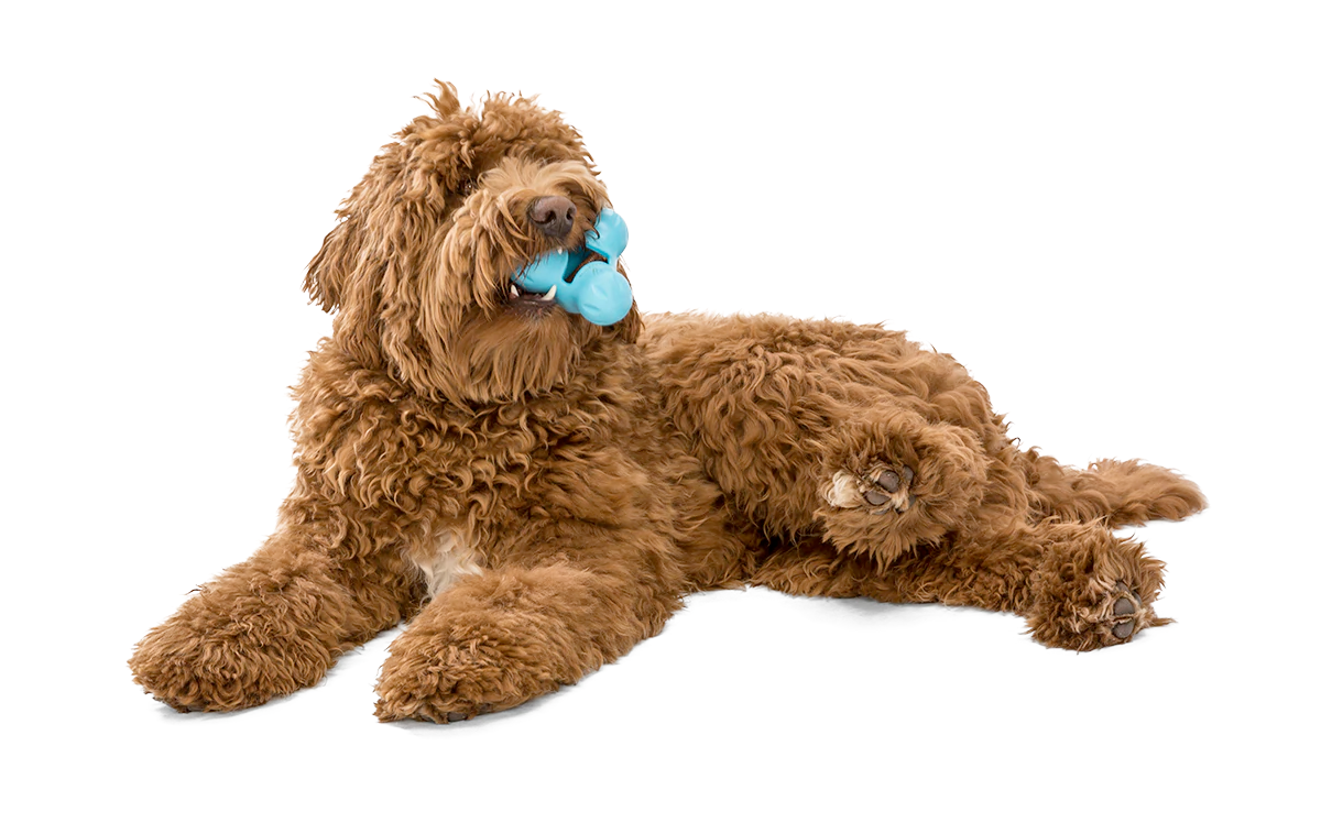 Interactive puzzle, food-dispensing dog toy, Zogoflex Tux