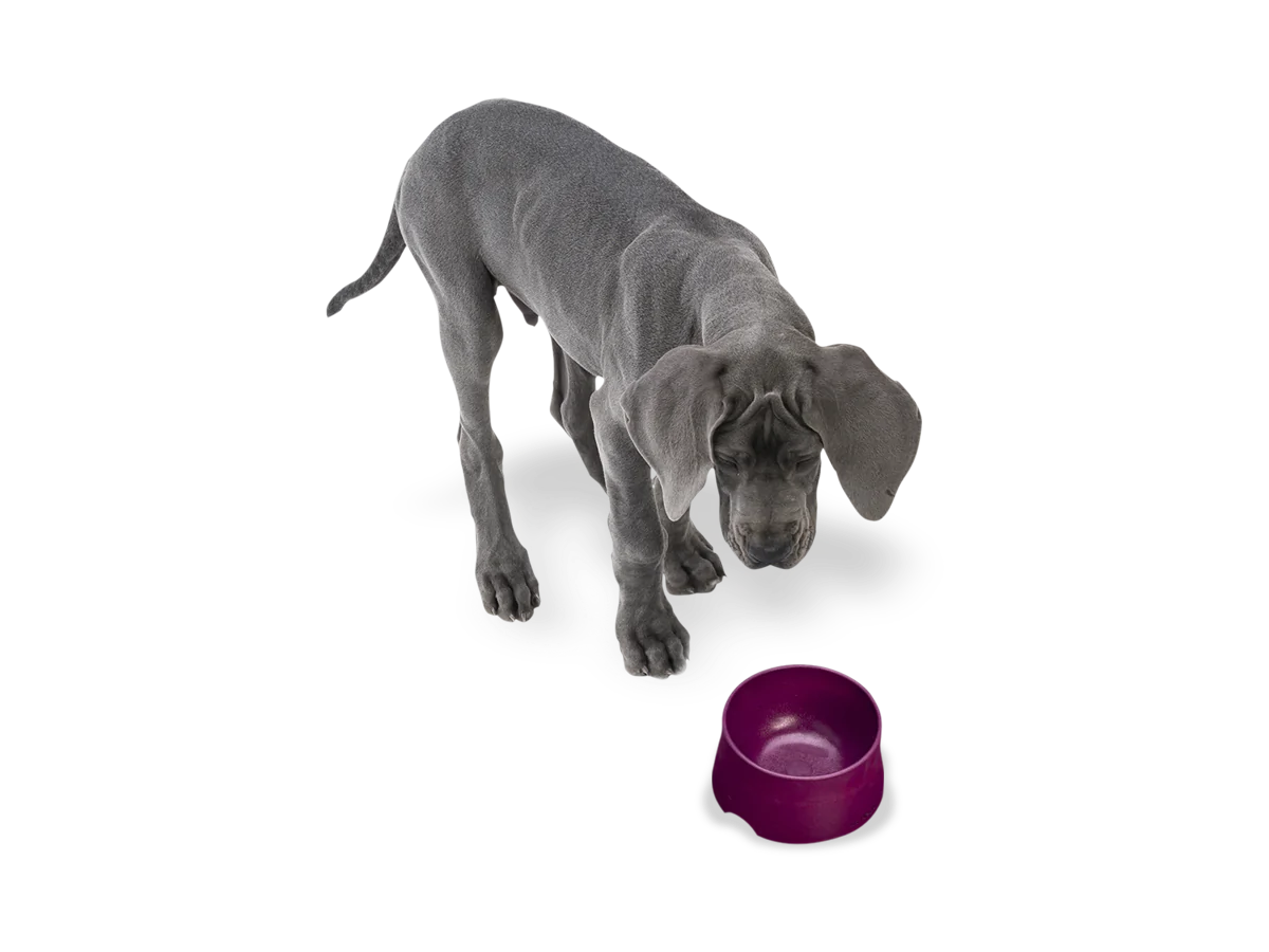 Dog Food and Drink Non-slip Eco Sustainable Bowl: Seaflex Tropic Red