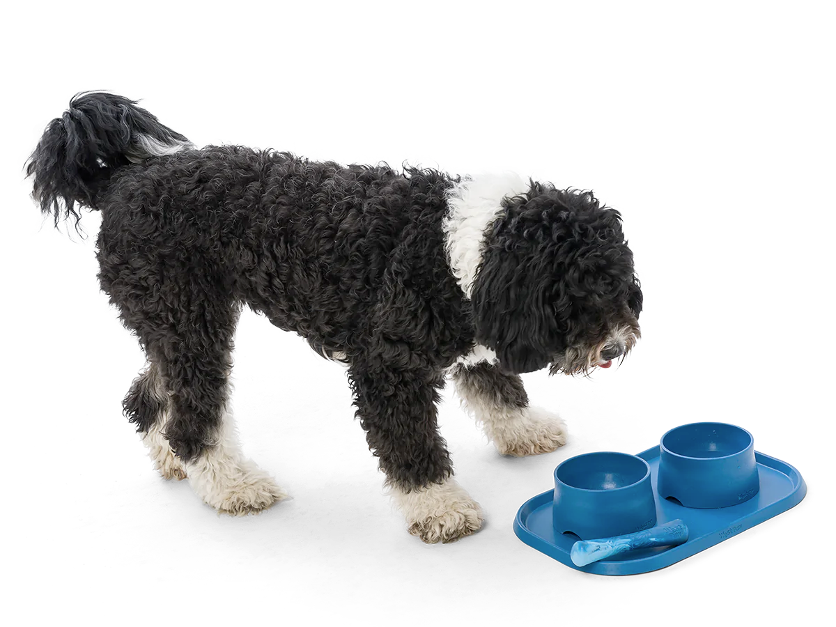 Dog Food and Drink Non-slip Eco Sustainable Bowl: Seaflex Marine