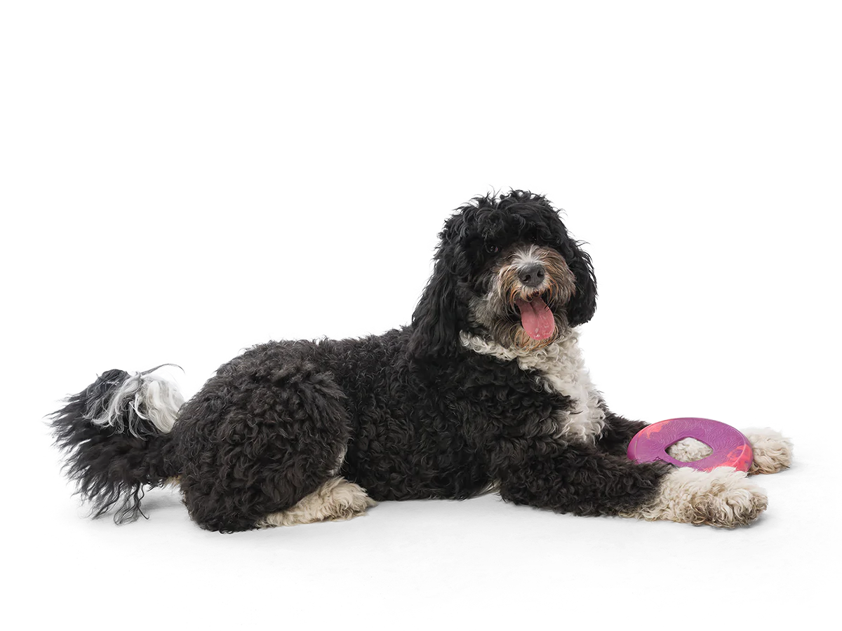 Frisbee dog toy, Seaflex Sailz