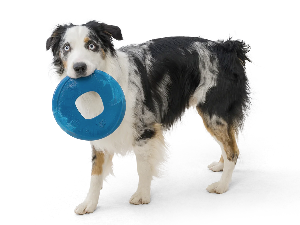 Frisbee dog toy, Seaflex Sailz