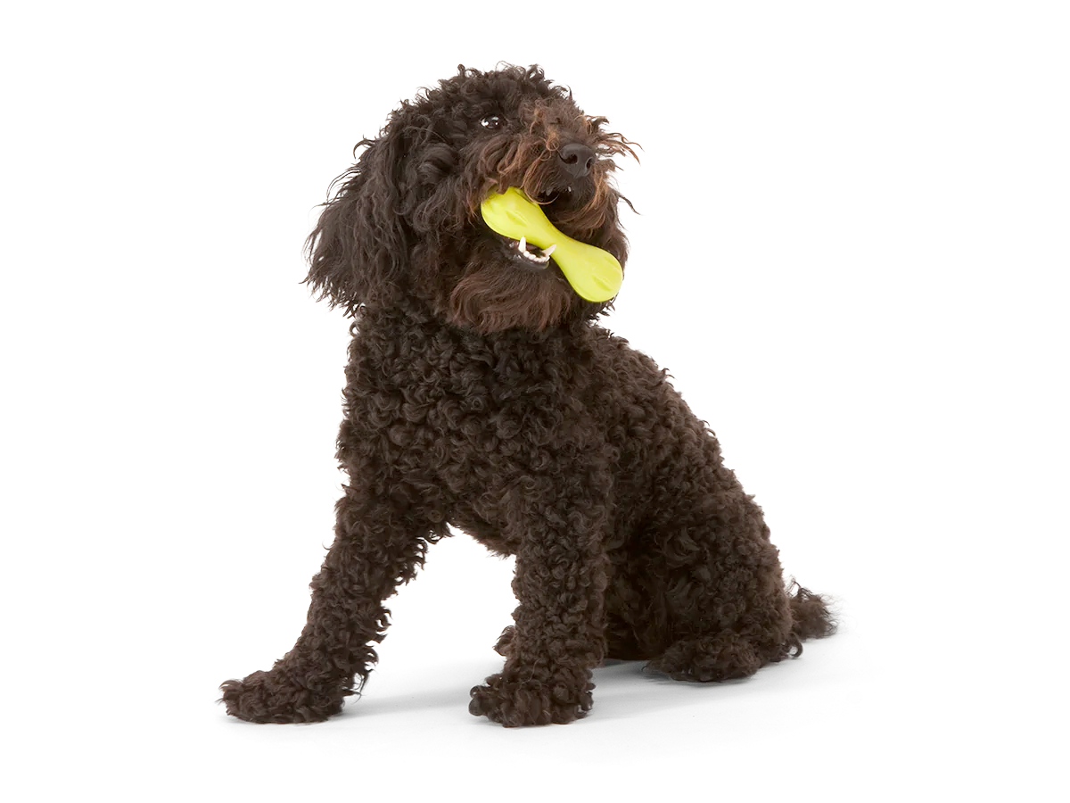 Toss and Fetch Dog toy, Zogoflex Hurley