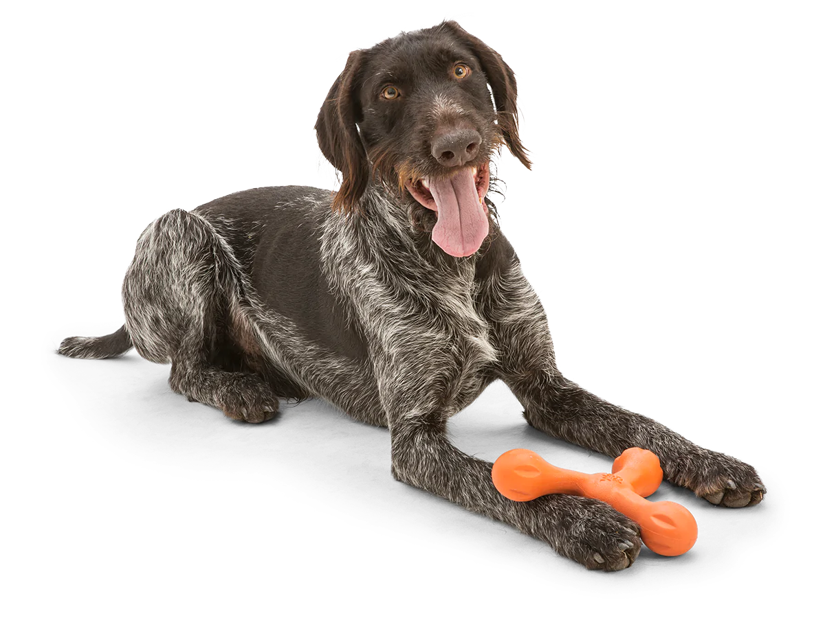 Toss and Fetch Dog toy, Zogoflex Echo Skamp