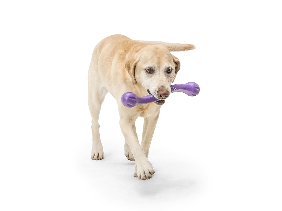 Toss and Fetch Dog toy, Zogoflex Echo Zwig