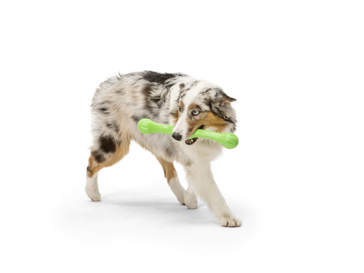 Toss and Fetch Dog toy, Zogoflex Echo Zwig