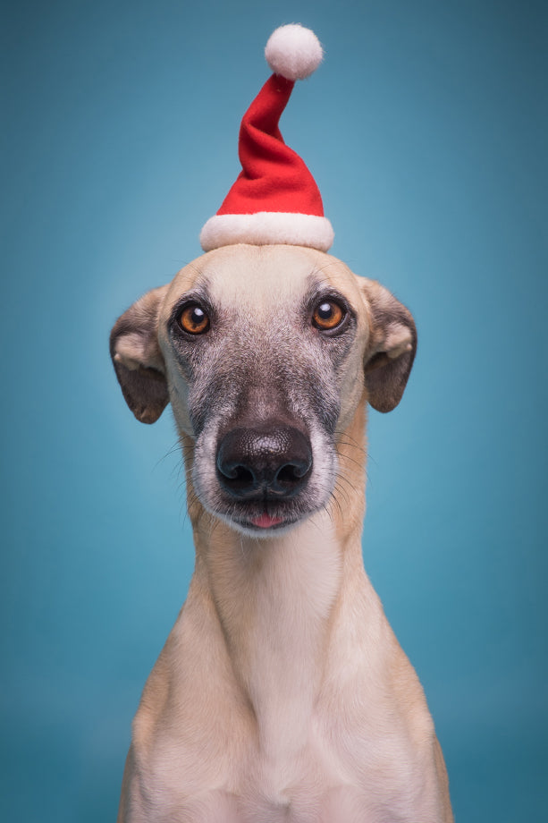 Wieselblitz Christmas Greeting Card Santa Hat at Ginger and Bear