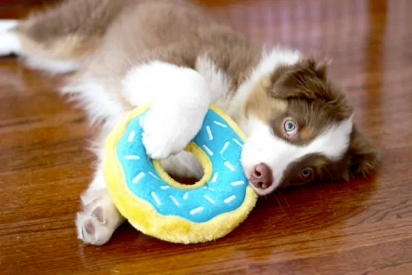 Zippy Squeaky Dog Toy, Miniz Donutz 6-piece Gift Box