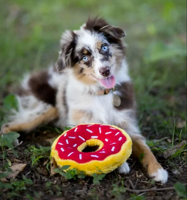 Zippy Squeaky Dog Toy, Donutz Cherry