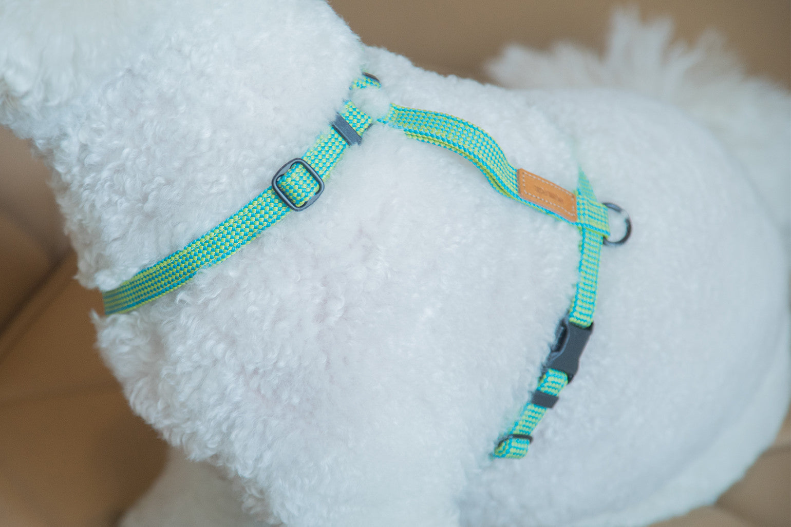 HowlPot We are Tight Harness Palm Tree