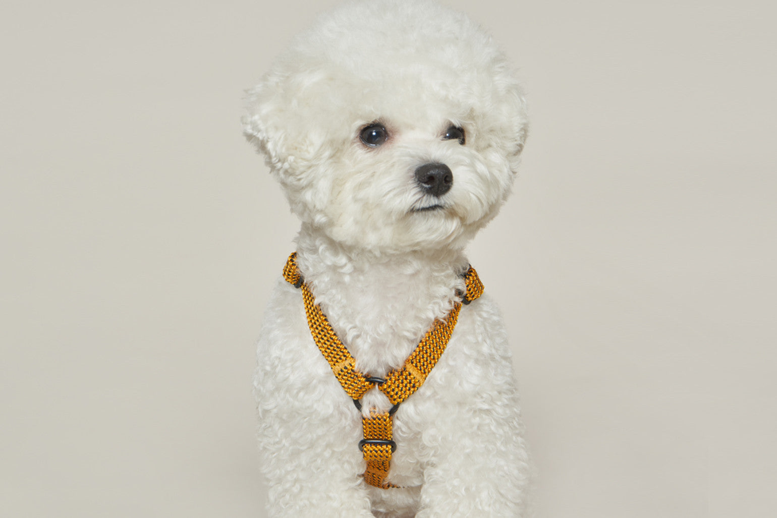 HowlPot We are Tight Harness Yellow Jacket dog