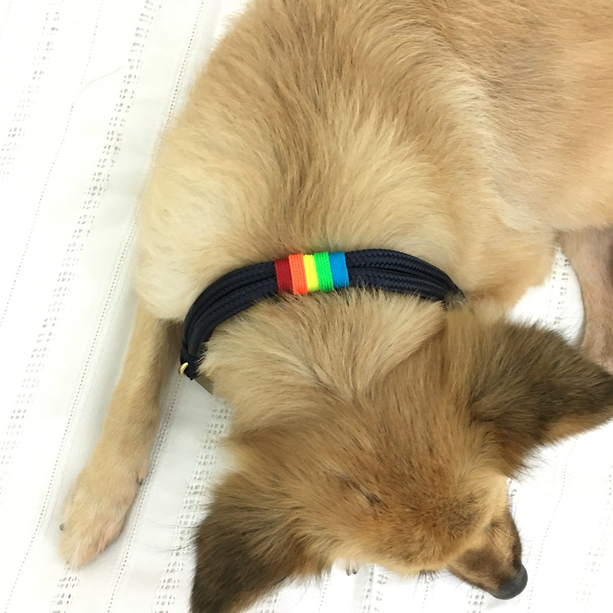 Rugged Hudson Collar: Rainbow on Navy