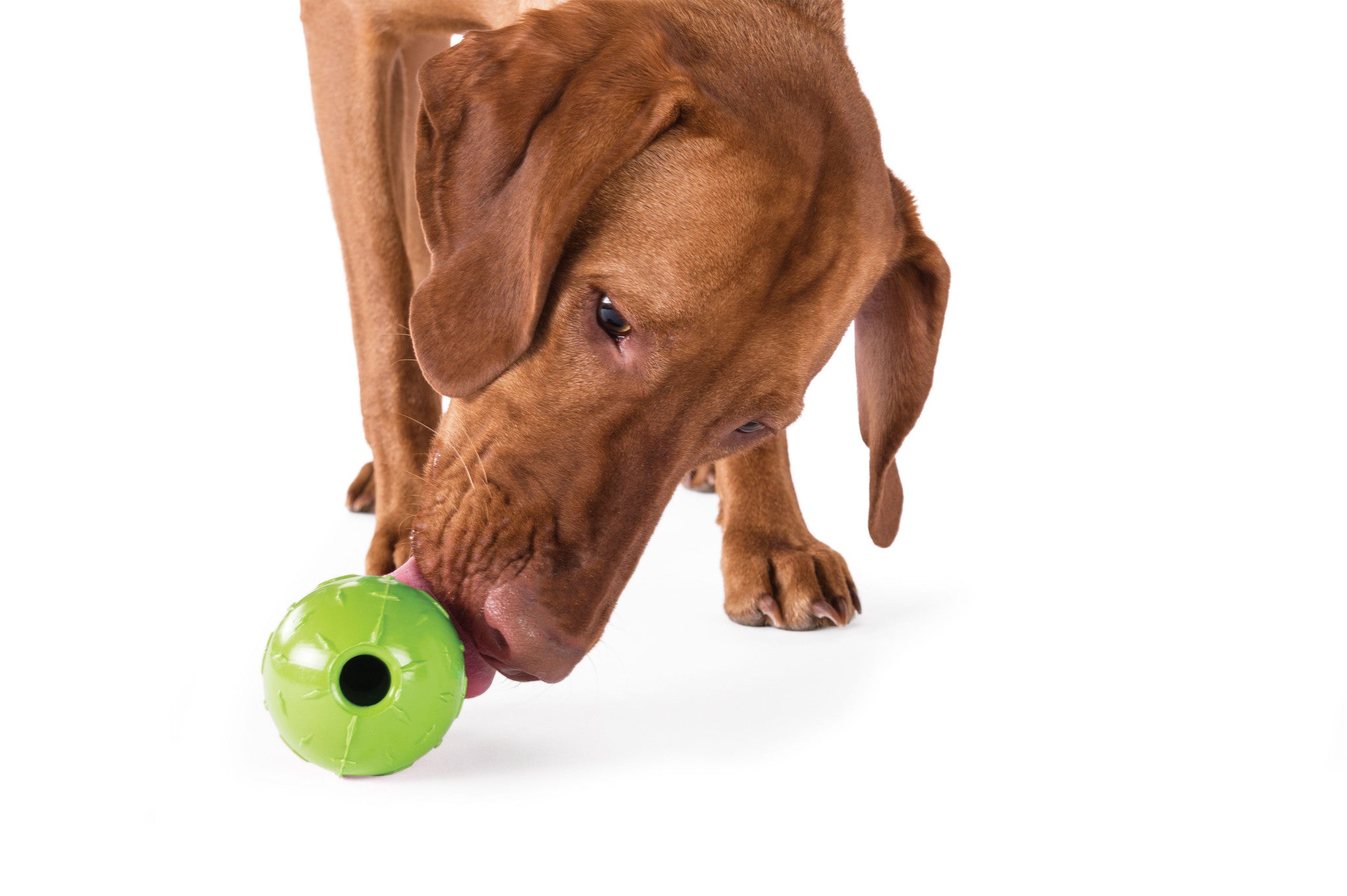 Dog Toy: Diamond Plate (FINAL SALE)