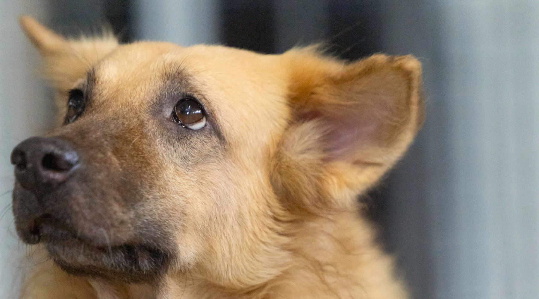 Sugar Snout Project, Senior Dogs for Adoption at OSCAS