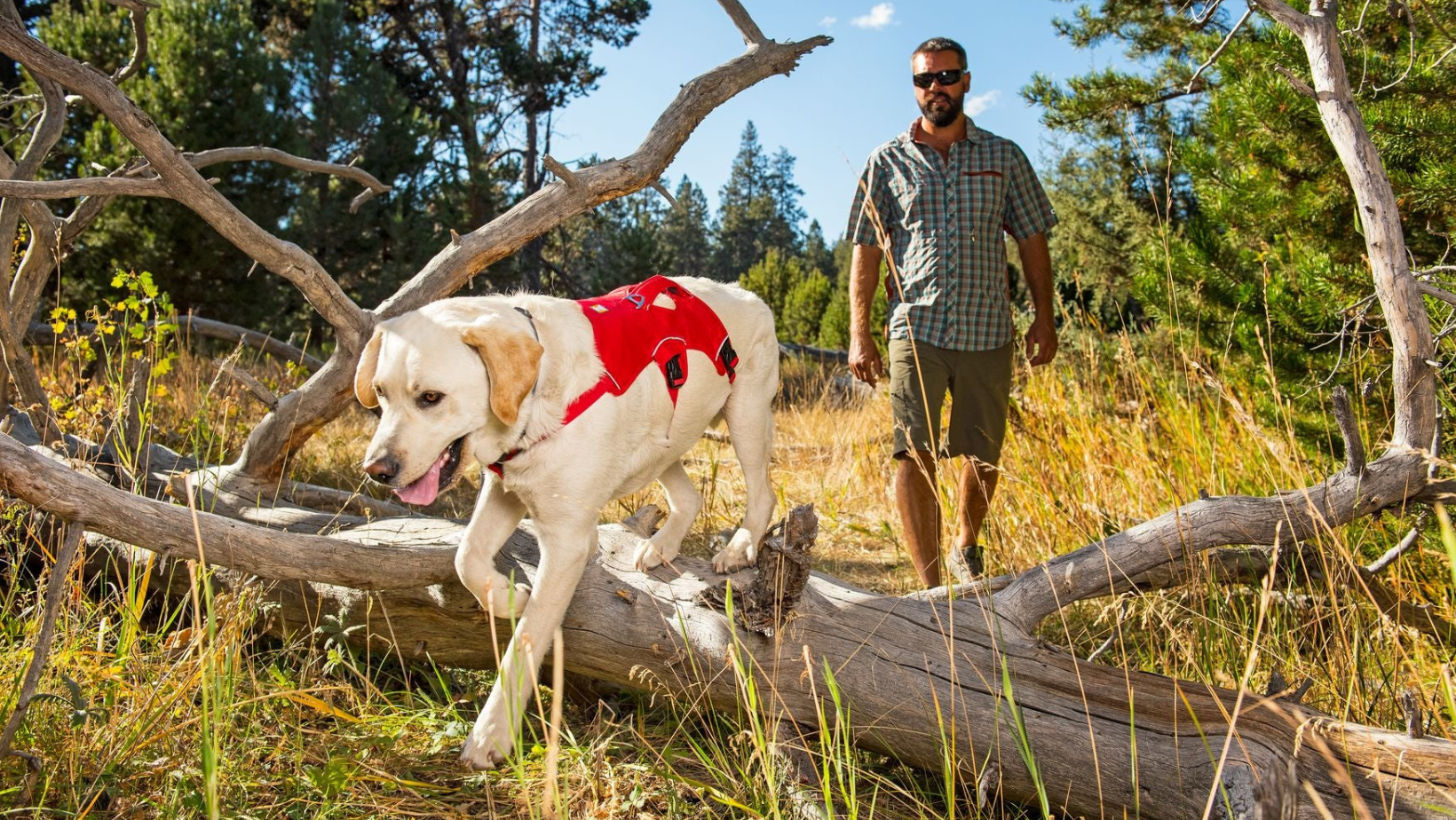 Unlocking the Best Fit: A Guide to Choosing the Perfect Dog Harness