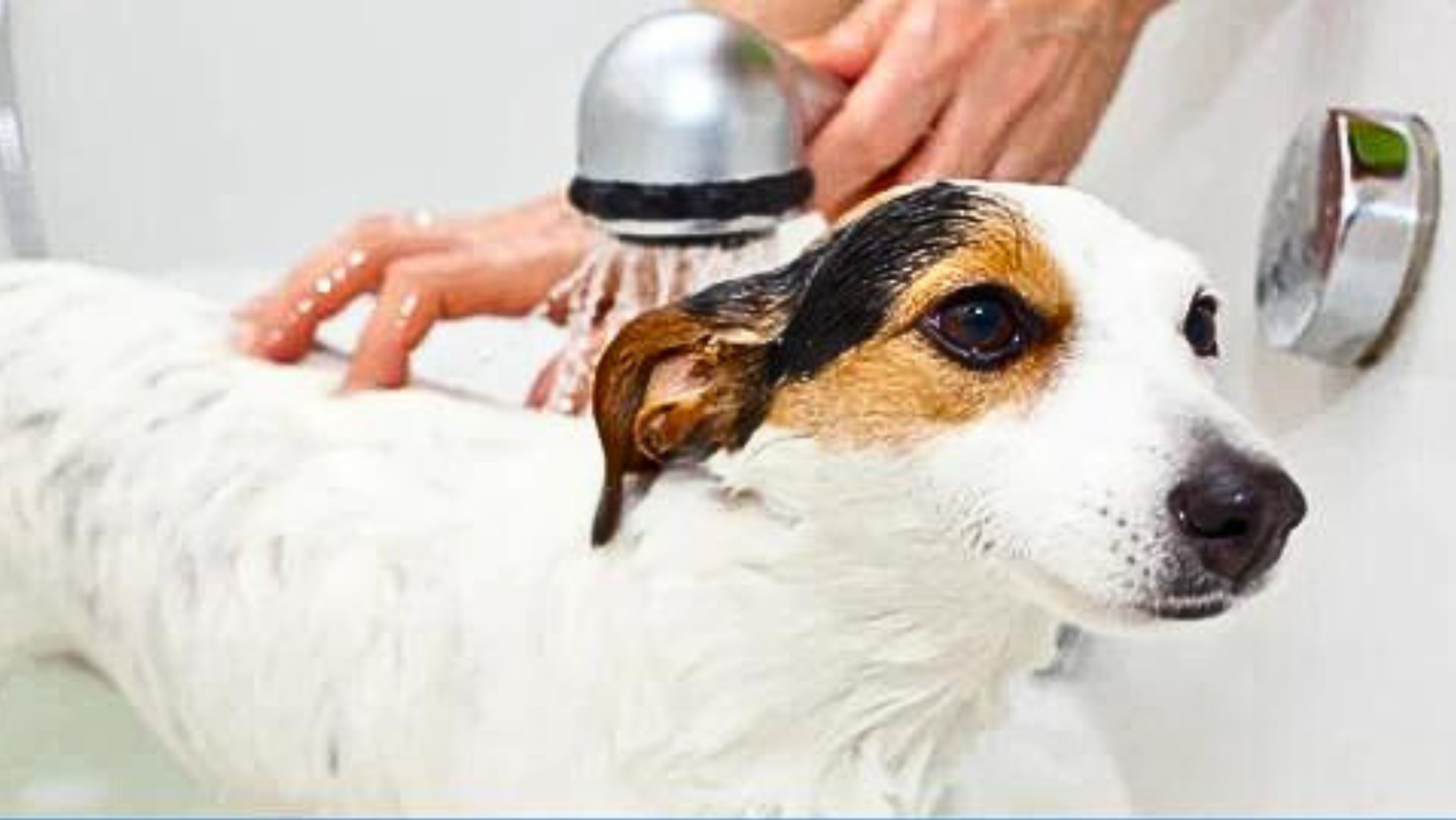 The Importance of Regular Dog Grooming: Health, Hygiene, and Happiness