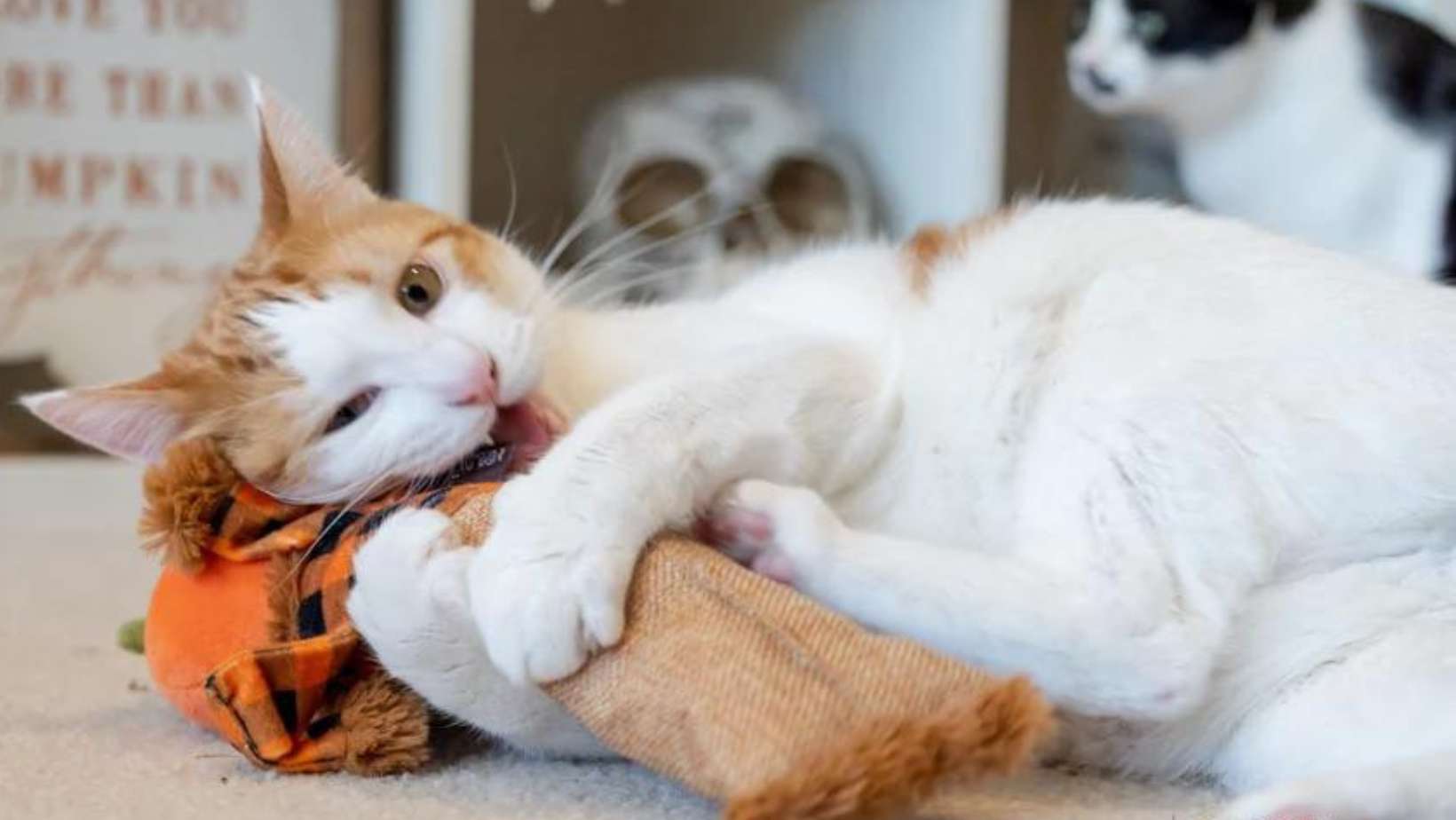 Unleash Your Cat's Inner Hunter: Toys to Keep Them Active and Happy