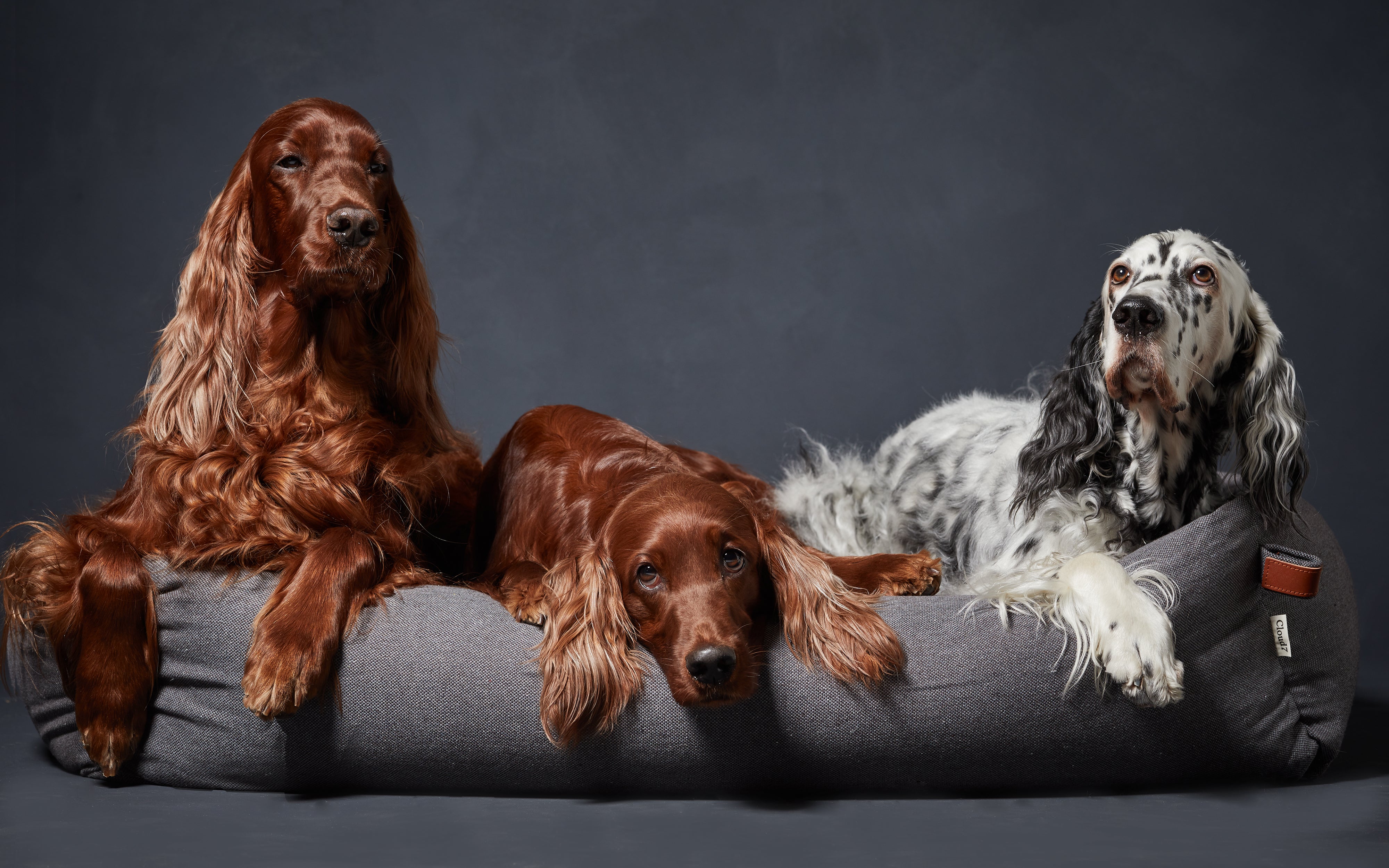 Premium Dog Bed Singapore | Washable Covers, Travel Mats | Ginger and Bear