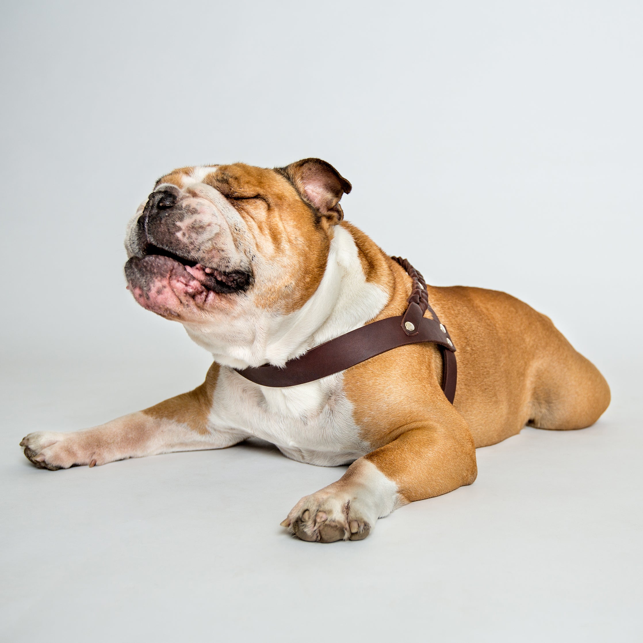Discover the Ideal Dog Harness for Every Adventure at Ginger and Bear
