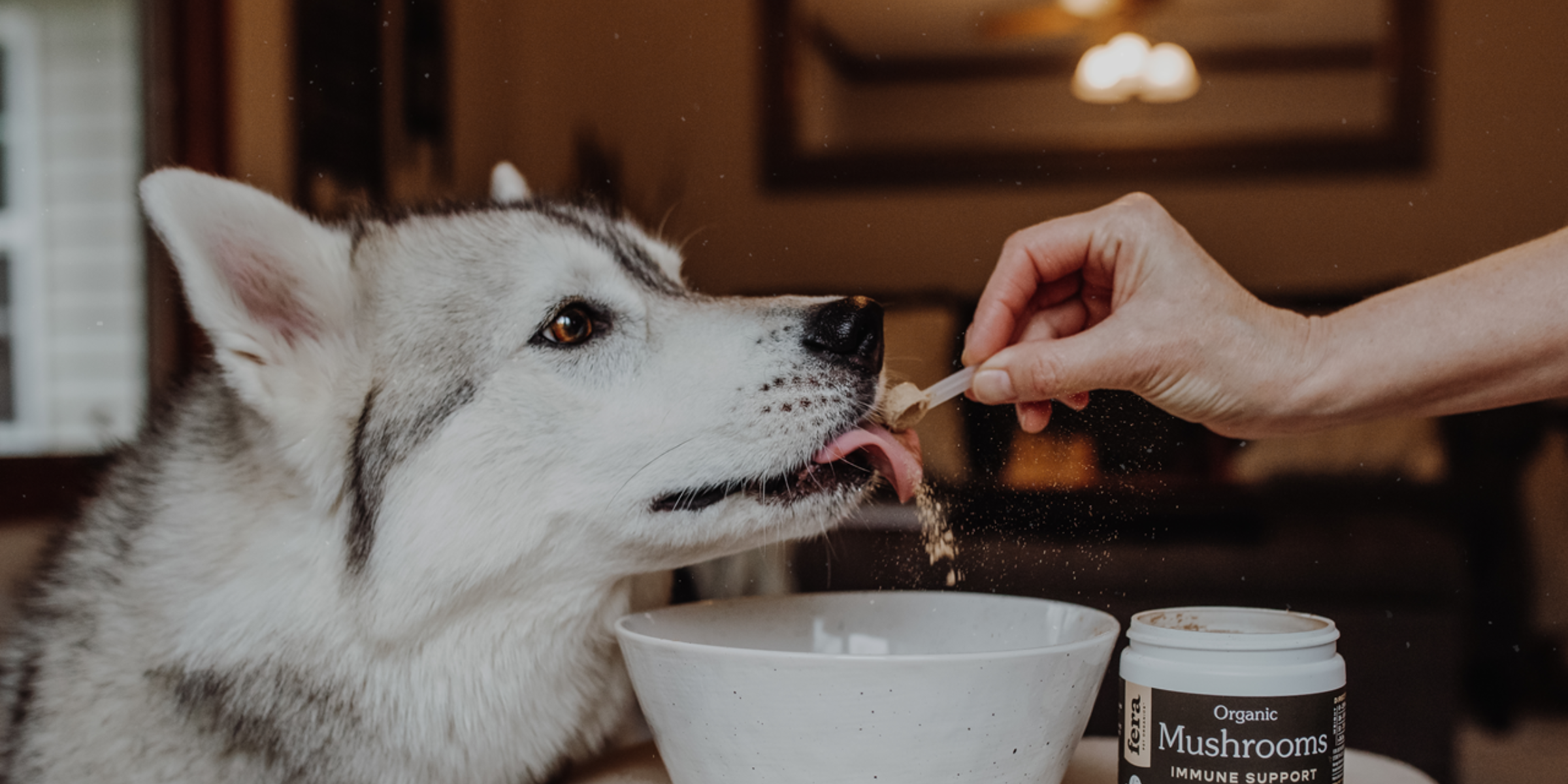 Dog Supplement