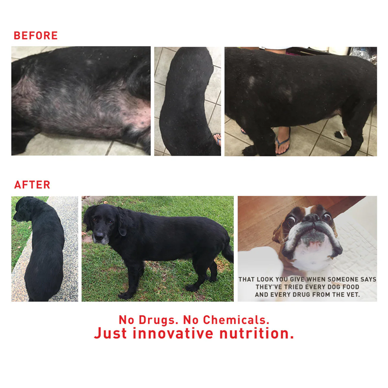 Augustine Approved Supplement for Dogs and Cats, Faith's Cleanse & Detox