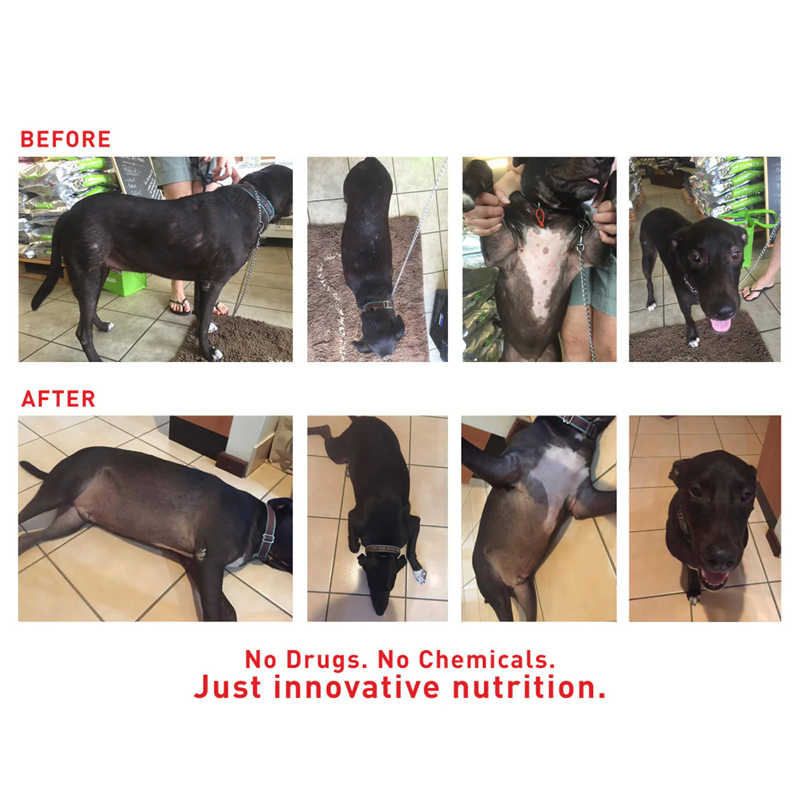 Augustine Approved Supplement for Dogs and Cats, Faith's Cleanse & Detox