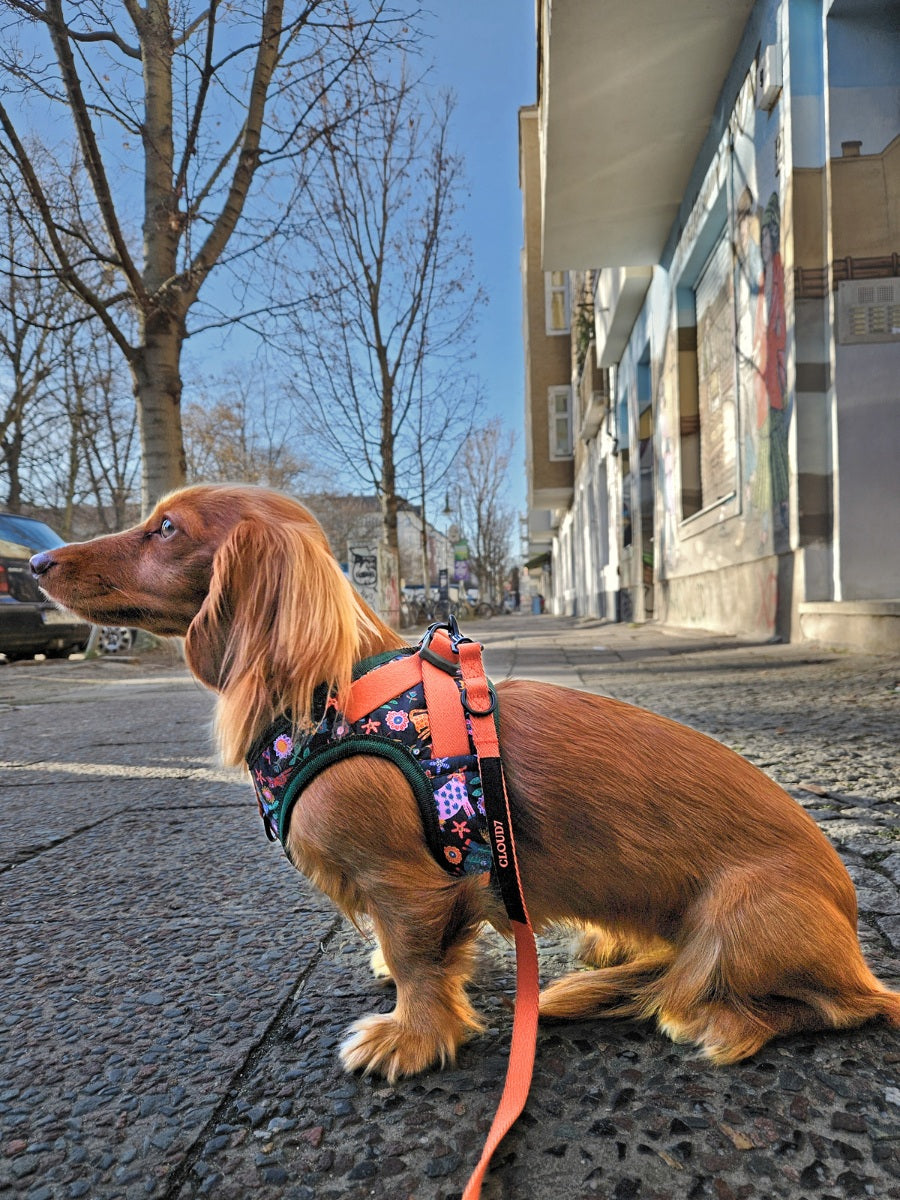 Cloud7 Holly Park adjustable dog leash in vibrant orange with matte black metal clips.