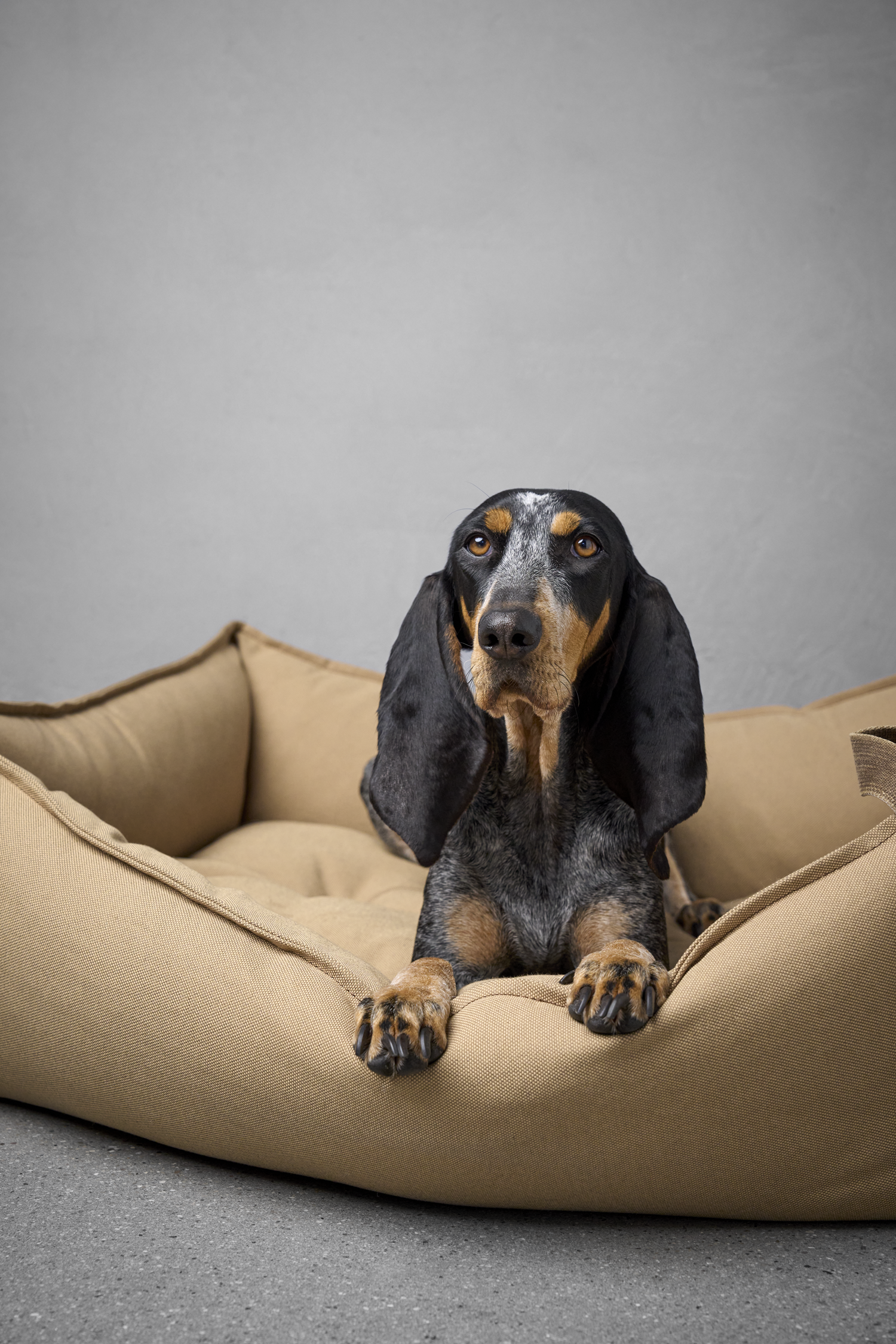 [Pre Order] Cloud7 Boost Canvas Dog Bed: Beige