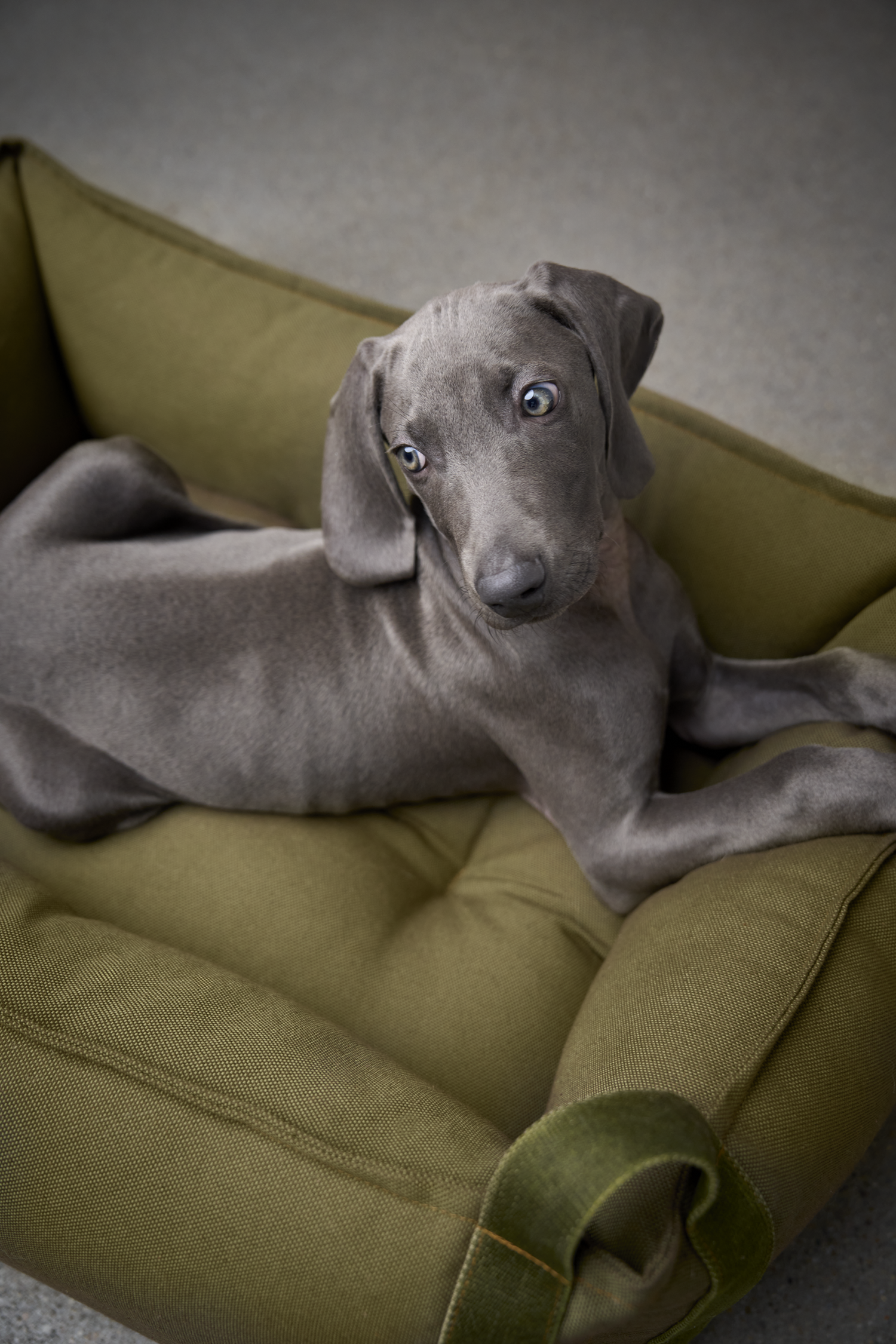 [Pre Order] Cloud7 Boost Canvas Dog Bed: Olive