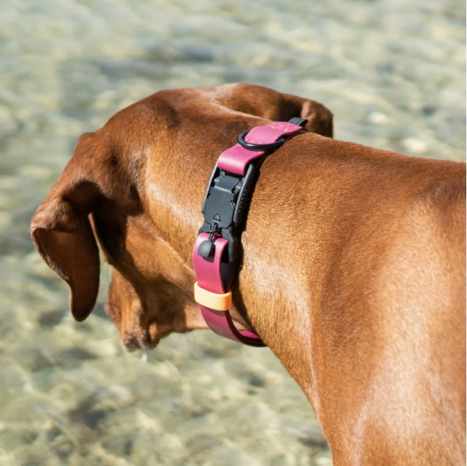 Cloud7: Long Line Dog Leash BioThane Ipanema Magenta-Orange