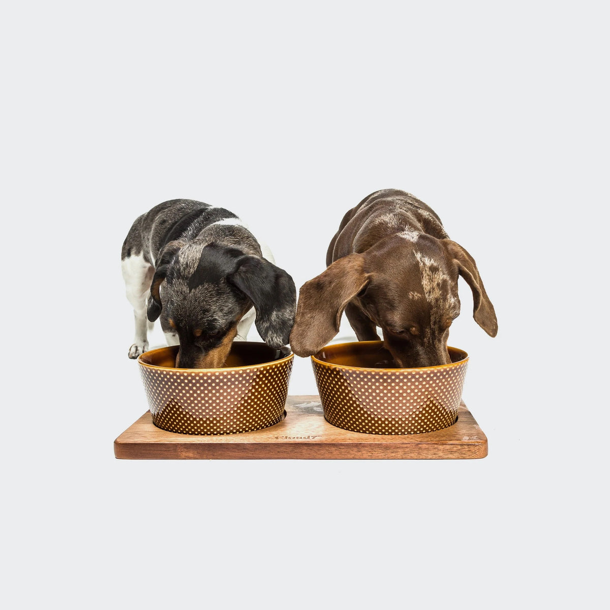 Cloud7 Mauro sustainable mango wood dog feeding station in a dark brown stained finish holding pet bowls