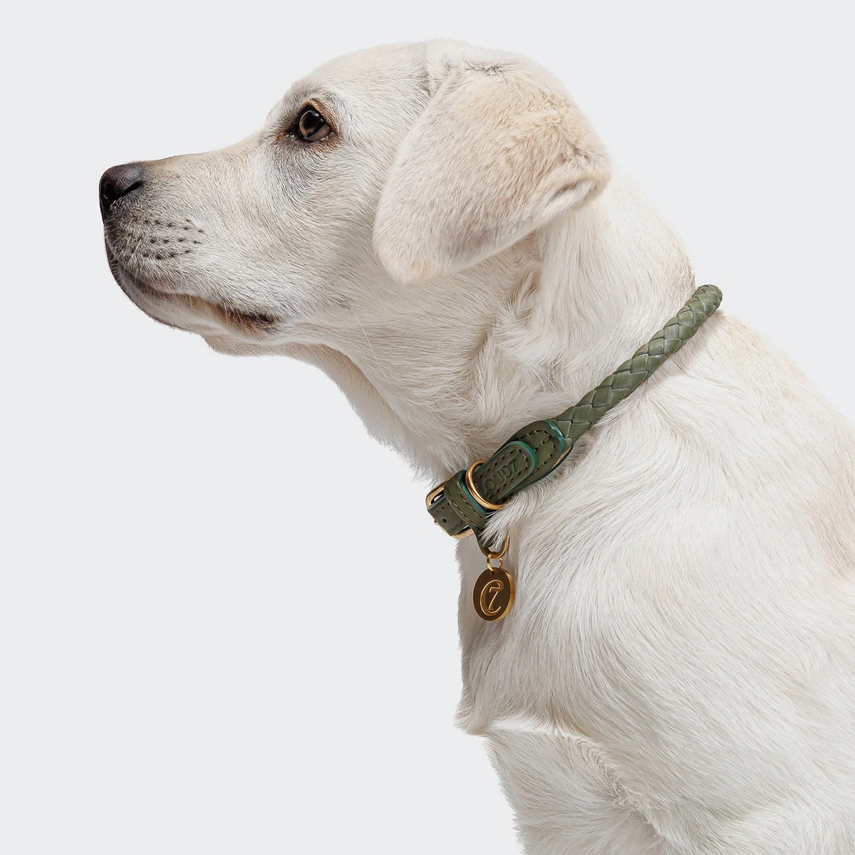 Cloud7 Ravello soft braided nubuck leather dog collar with premium brass hardware detail.