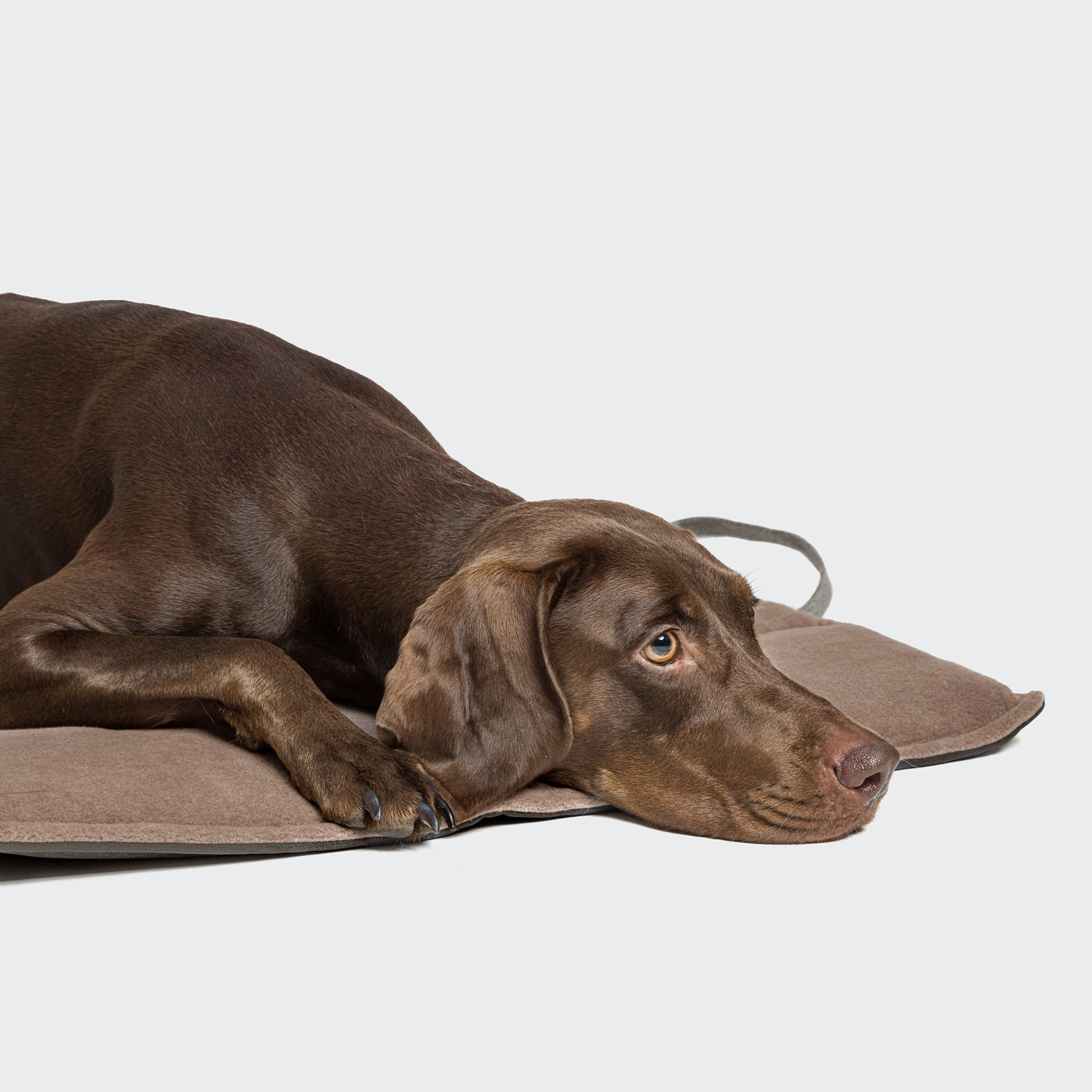 [Pre Order] Cloud7 Water Repellent Travel Dog Bed: Graphite / Sand