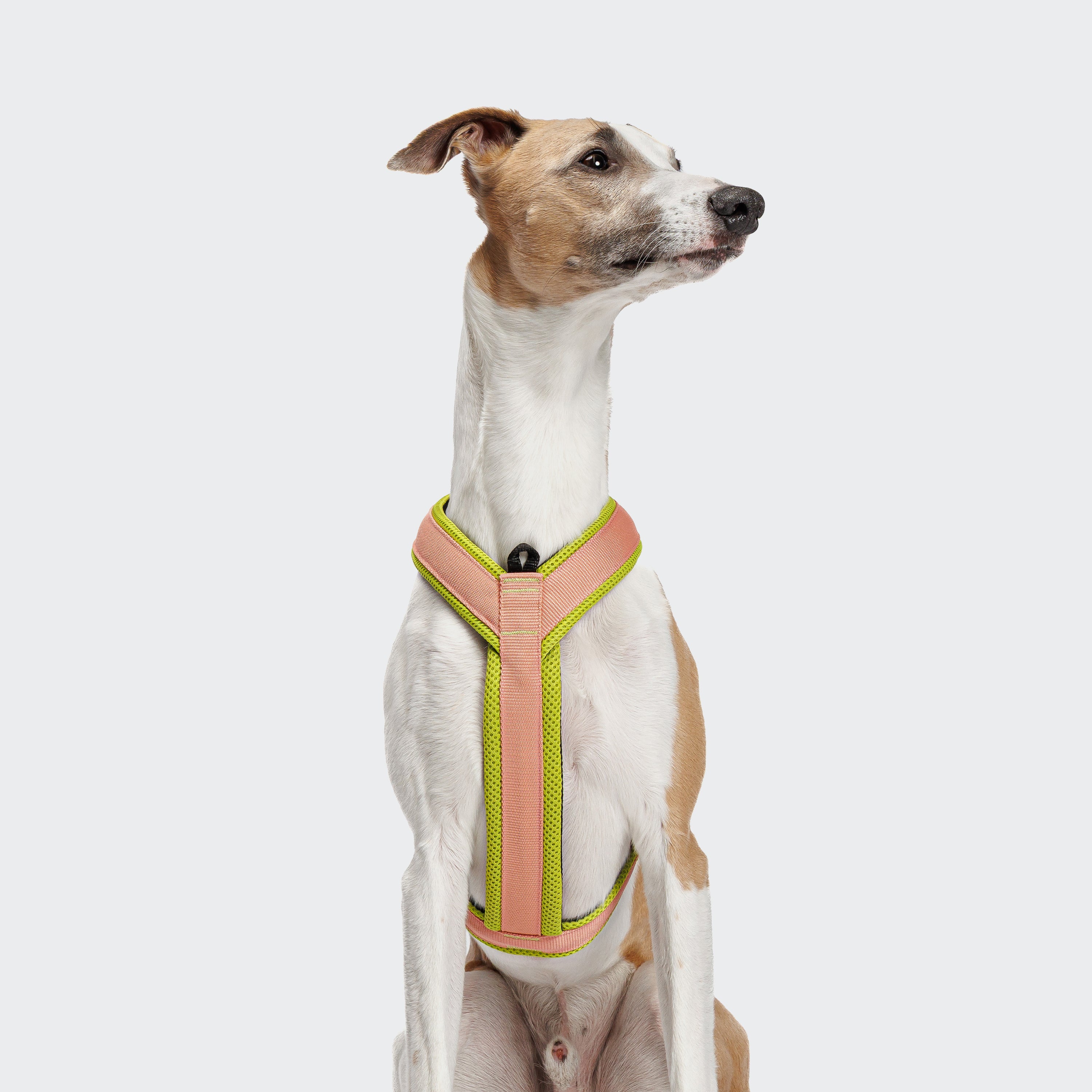 Cloud7 Y-1 AKTIV Air-Mesh Dog Harness on a dog showing the ergonomic chest strap padding