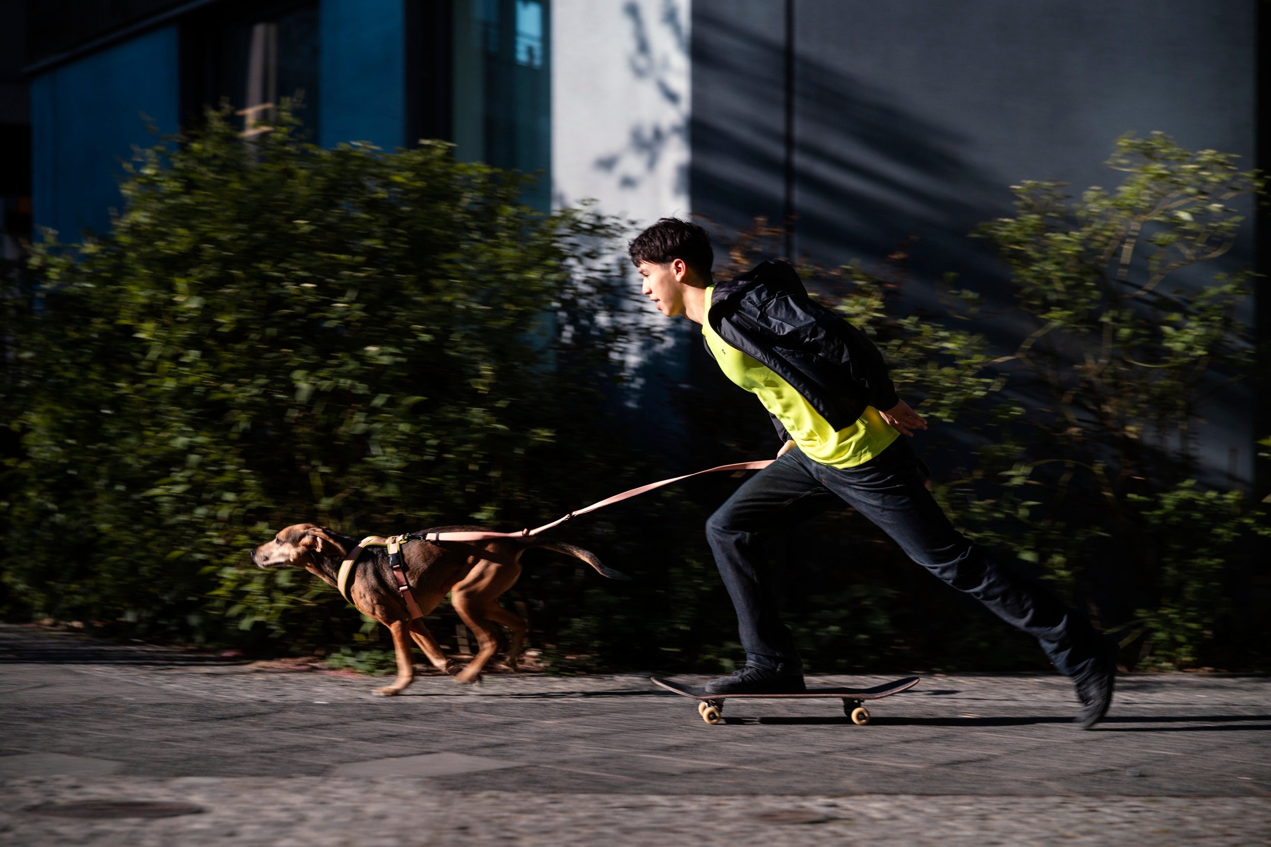 Cloud7: Y-2 AKTIV Dog Harness, Cordura Peach