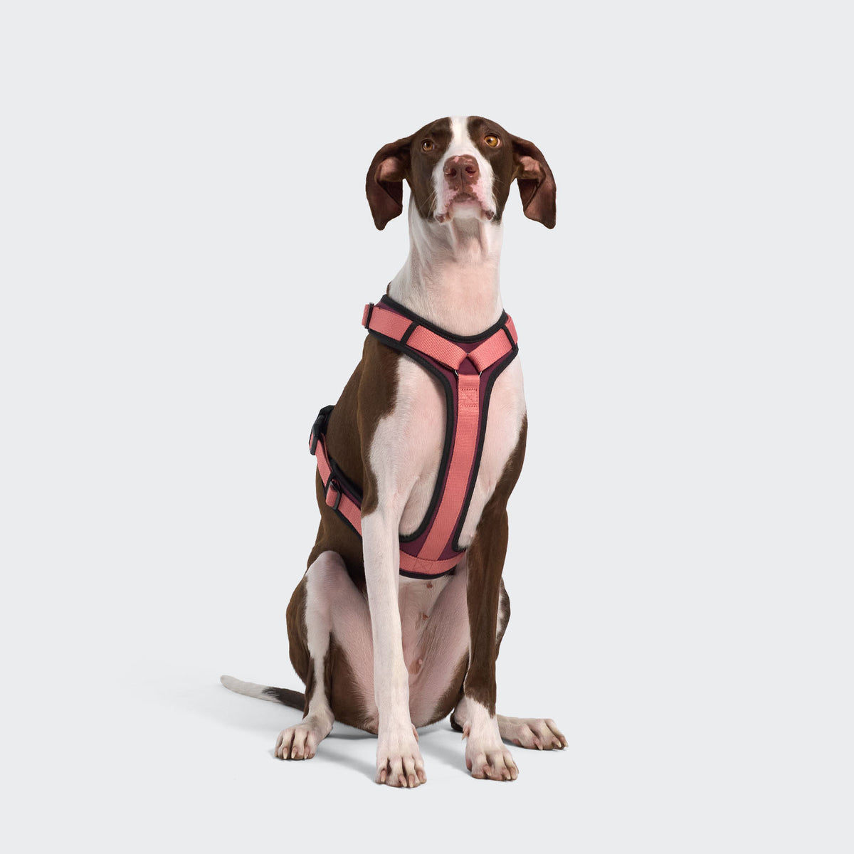 Cloud7 Y-3 Softshell ergonomic weather proof sports dog harness with friction free soft lining for sensitive skin