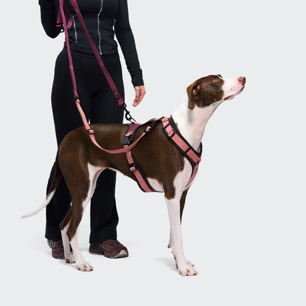 Cloud7 Y-3 Softshell ergonomic weather proof sports dog harness with friction free soft lining for sensitive skin