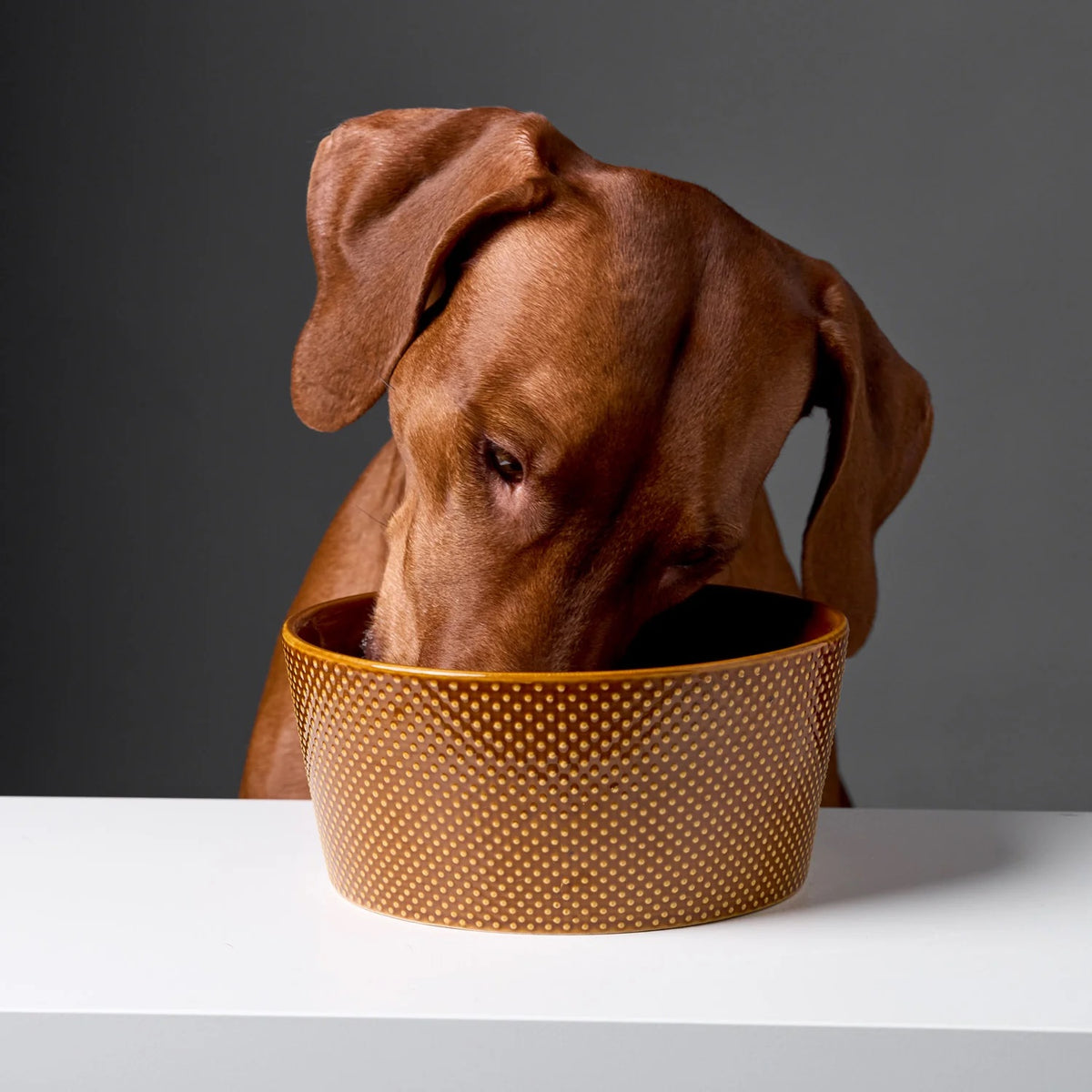 Cloud7 Alain high quality dishwasher safe ceramic dog bowl in an earthy color featuring a textured polkadot 